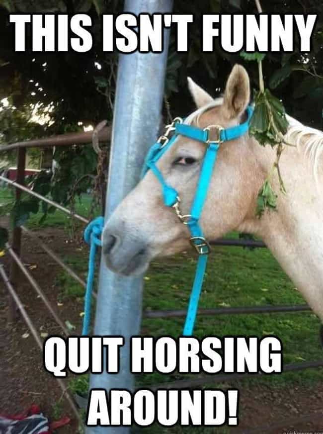 horse puns 17 funny horse memes that'll make you neigh k photo u1?w=650&q=50&fm=jpg&fit=crop&crop=faces horse puns 17 funny horse memes that'll make you neigh,Funny Barn Memes